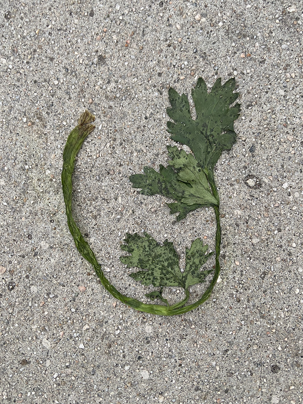 flattened sprig of parsley