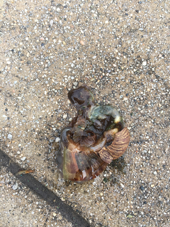 crushed snail on concrete