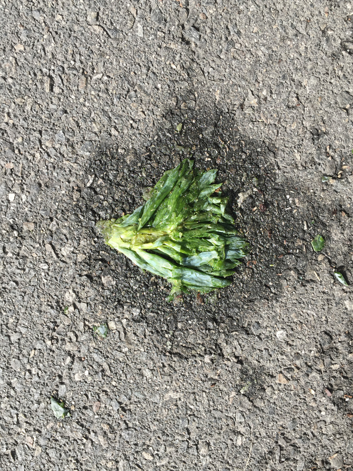 smashed succulent on pavement