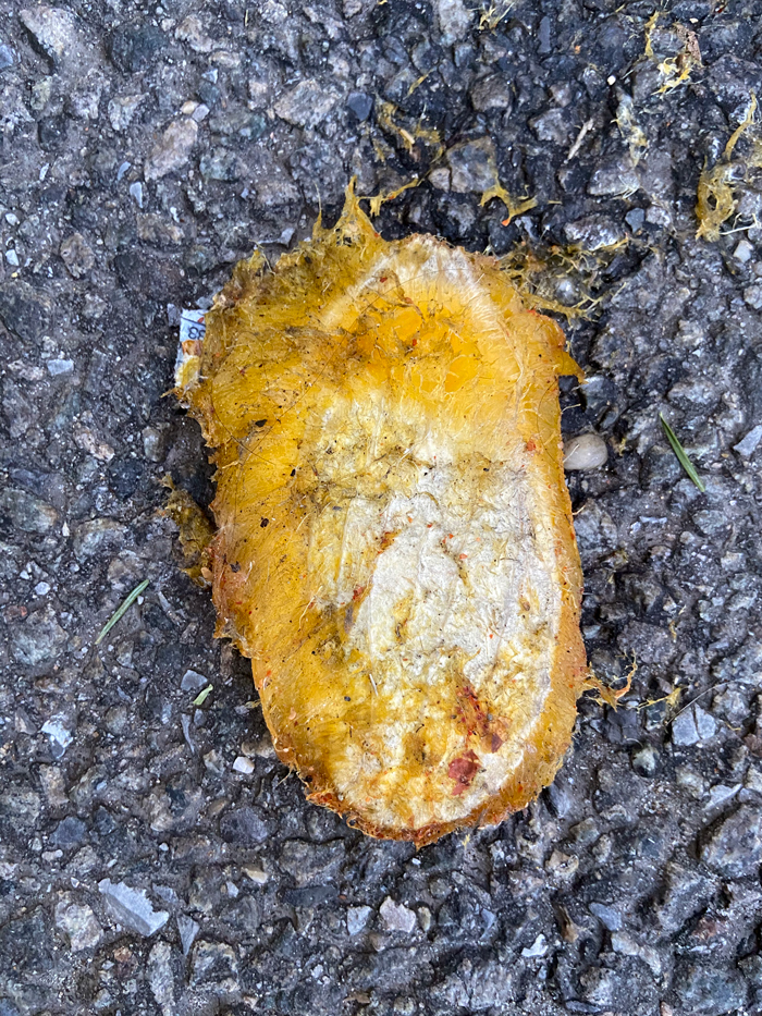 hairy yellow mango pit on asphalt