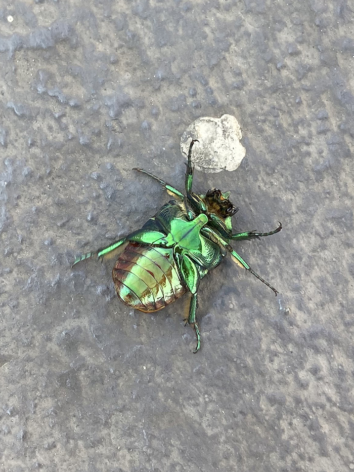 irridescent green beetle