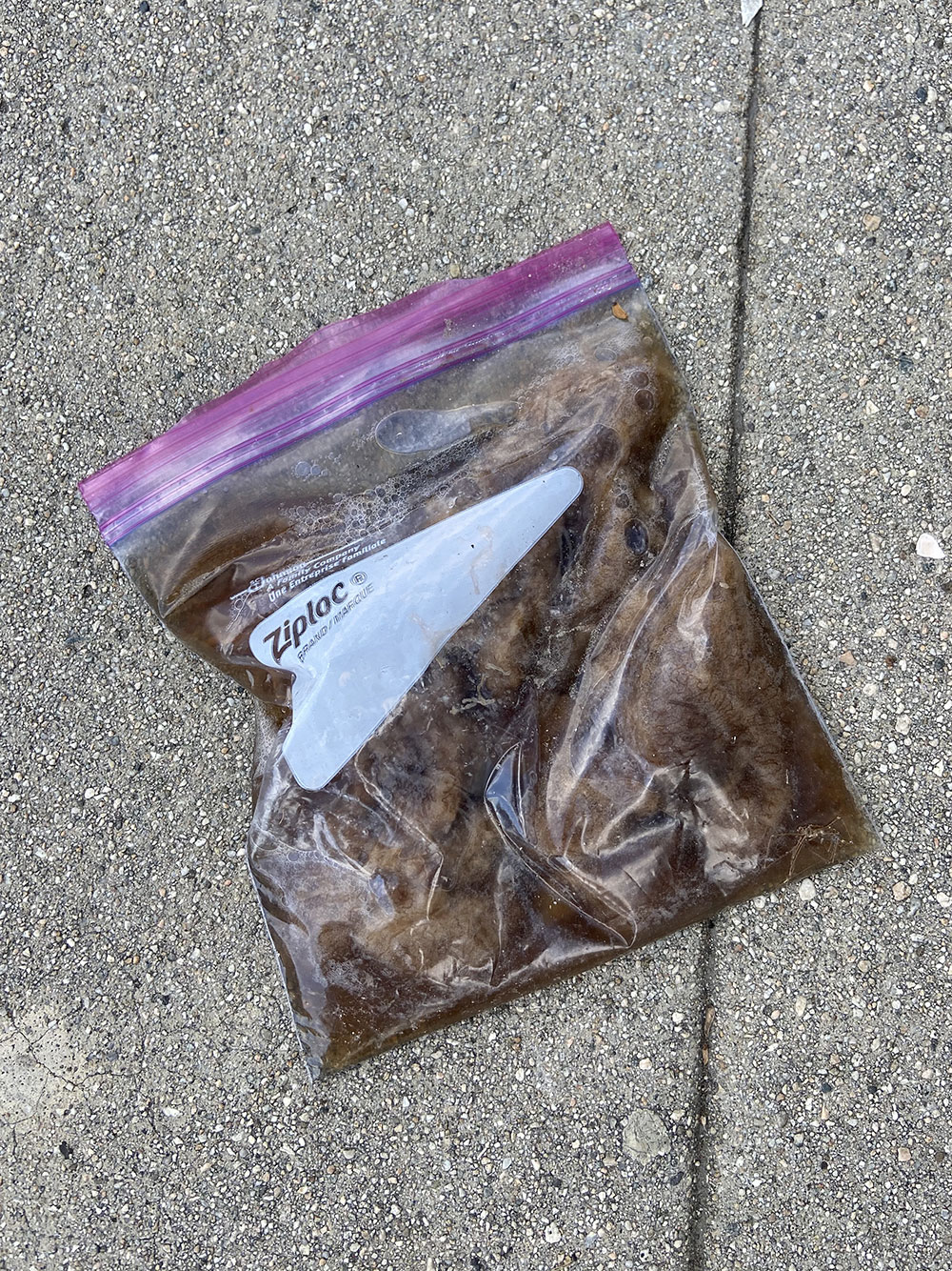 ziplock bag with mushy brown stuff inside, maybe bananas